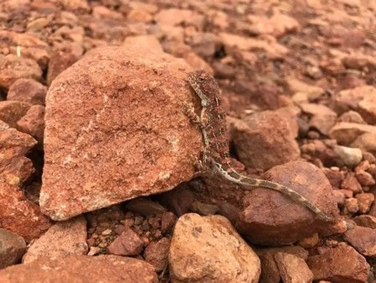 Lizard
