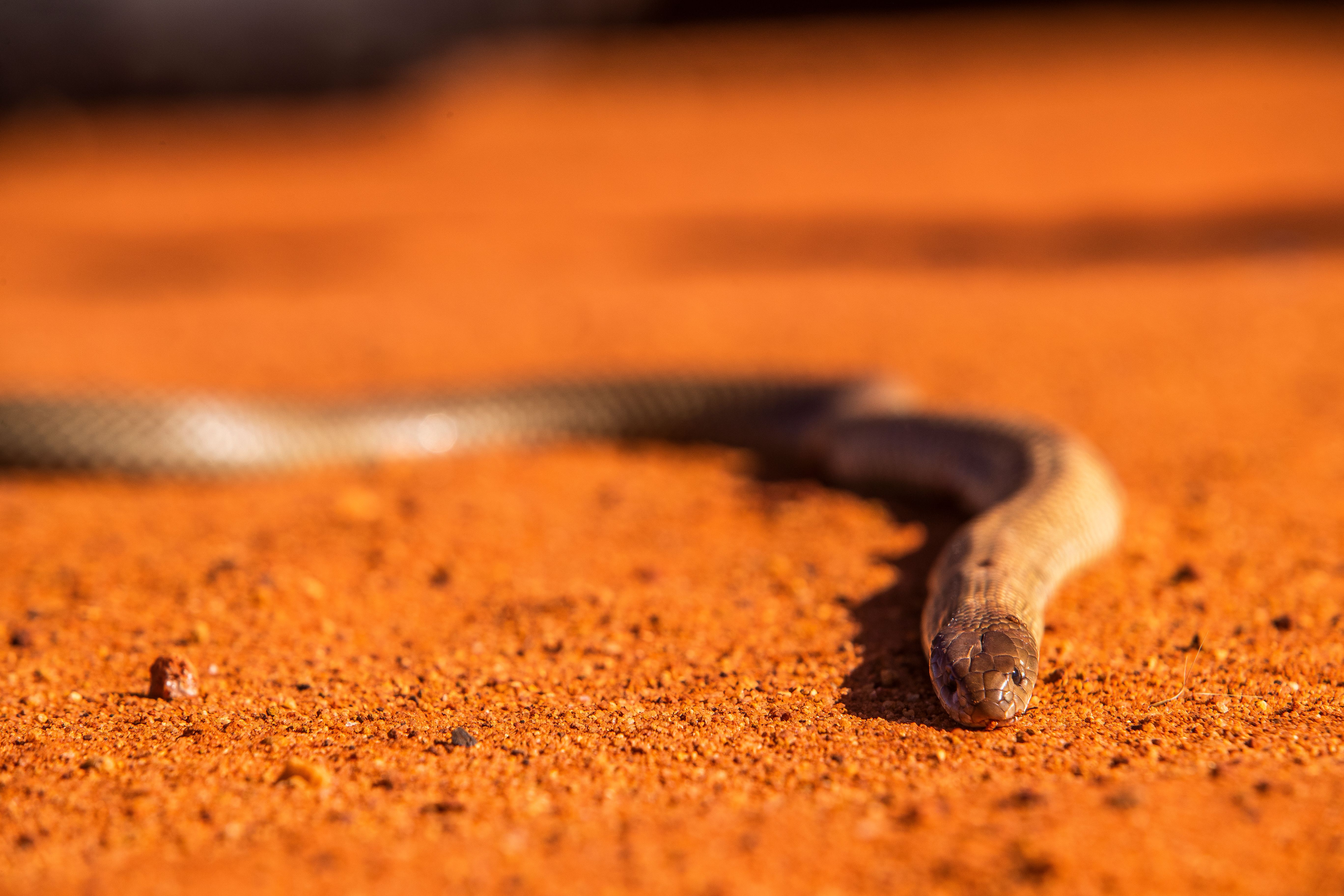 a closeup of a snake in a desert environment