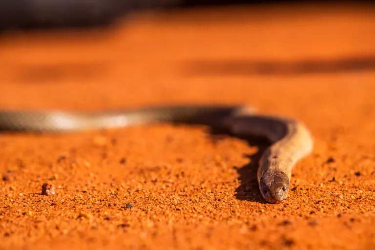 a closeup of a snake in a desert environment
