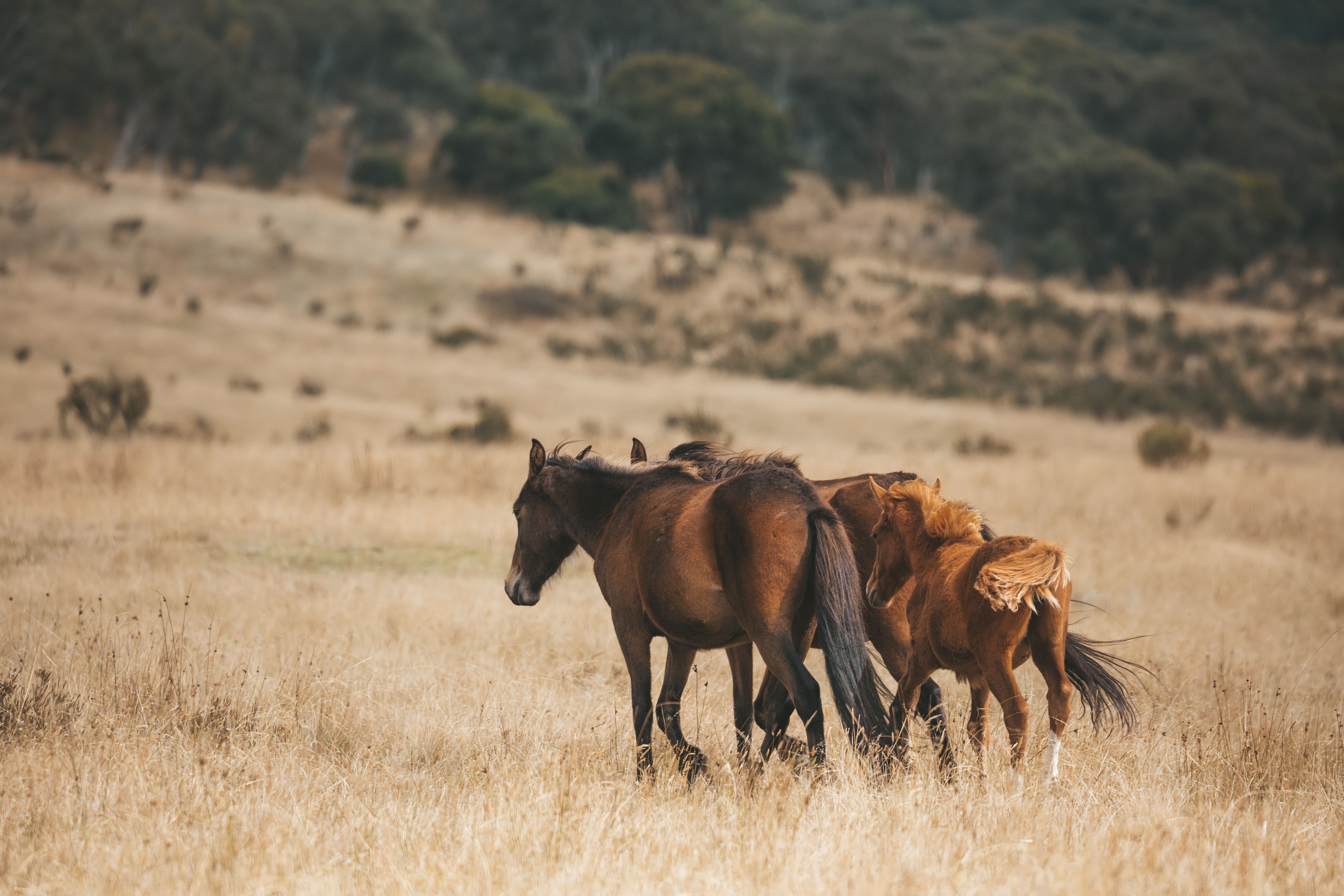wild brumbies in a snowy mountians field
