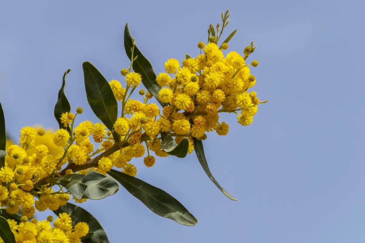 Golden Wattle flower, Australia