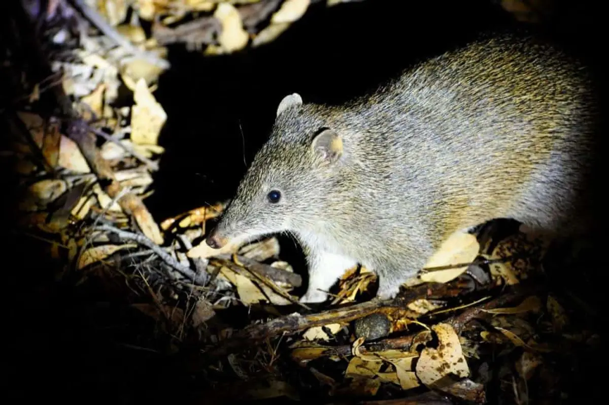 Quenda Bandicoot at Albany