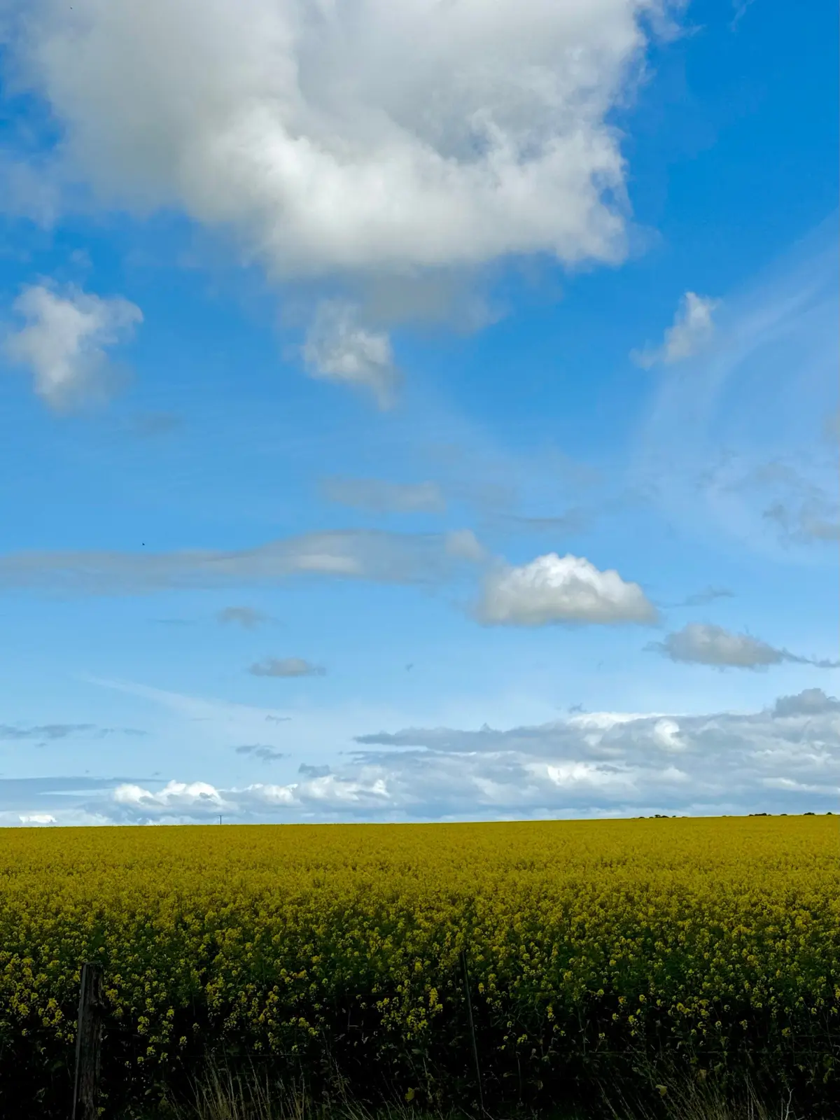 Canola Flower Fields