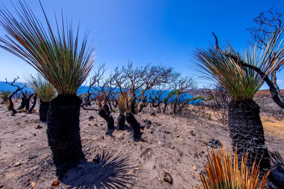 scenery kangaroo island