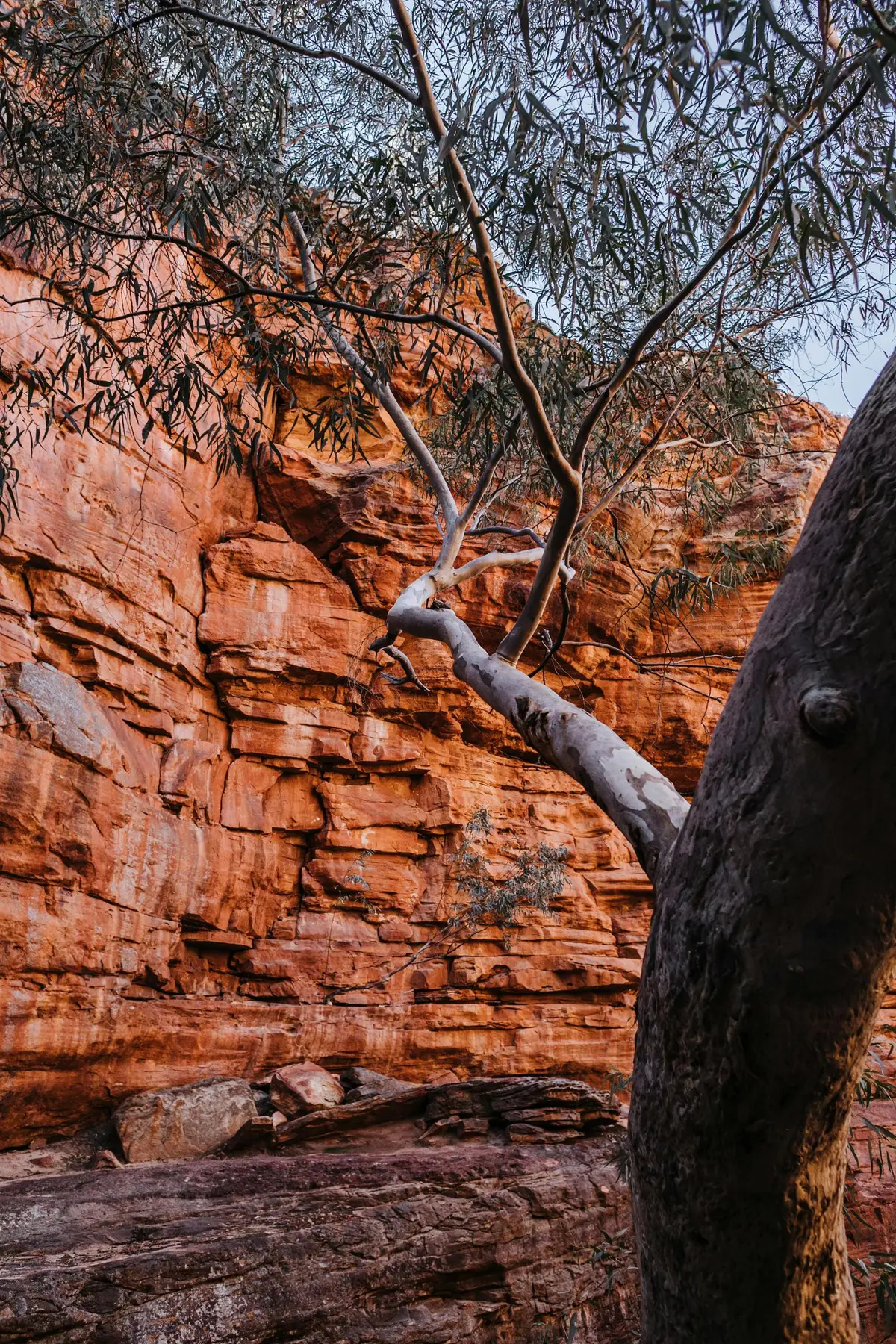 tree in a colourful canyon