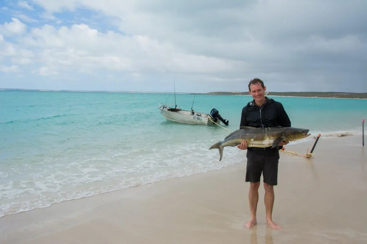 A-big-cobia-at-Steep-Point
