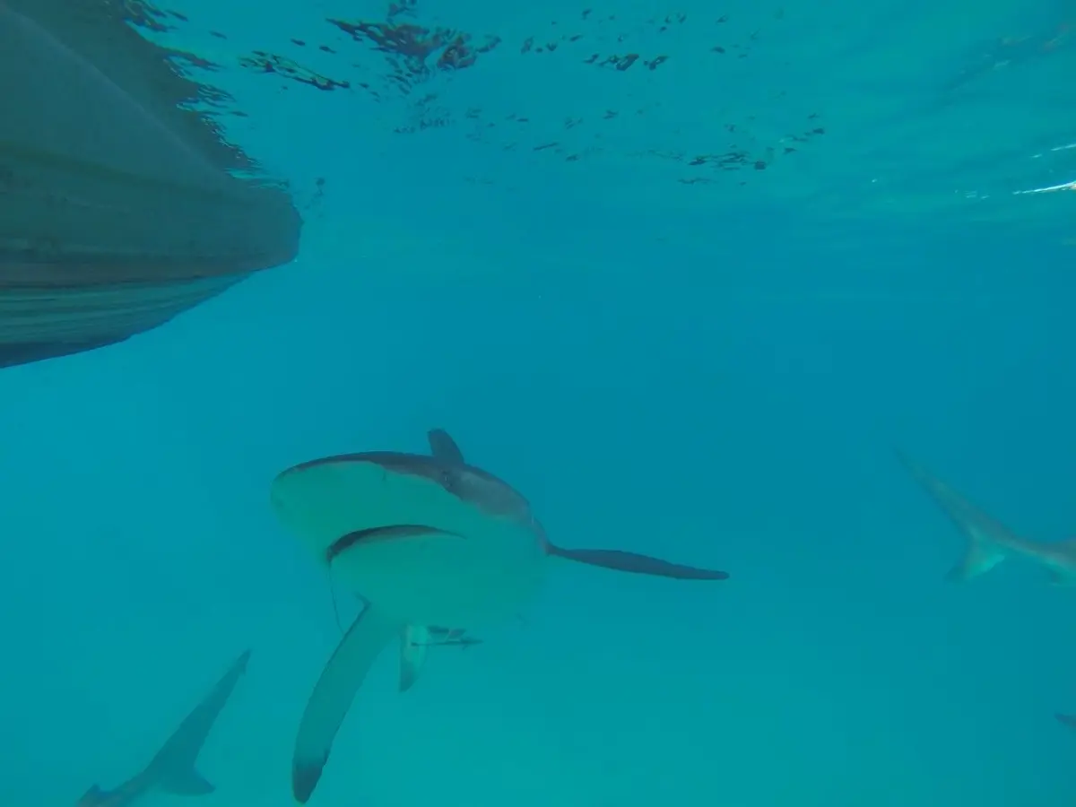 Lots-of-sharks-at-Steep-Point