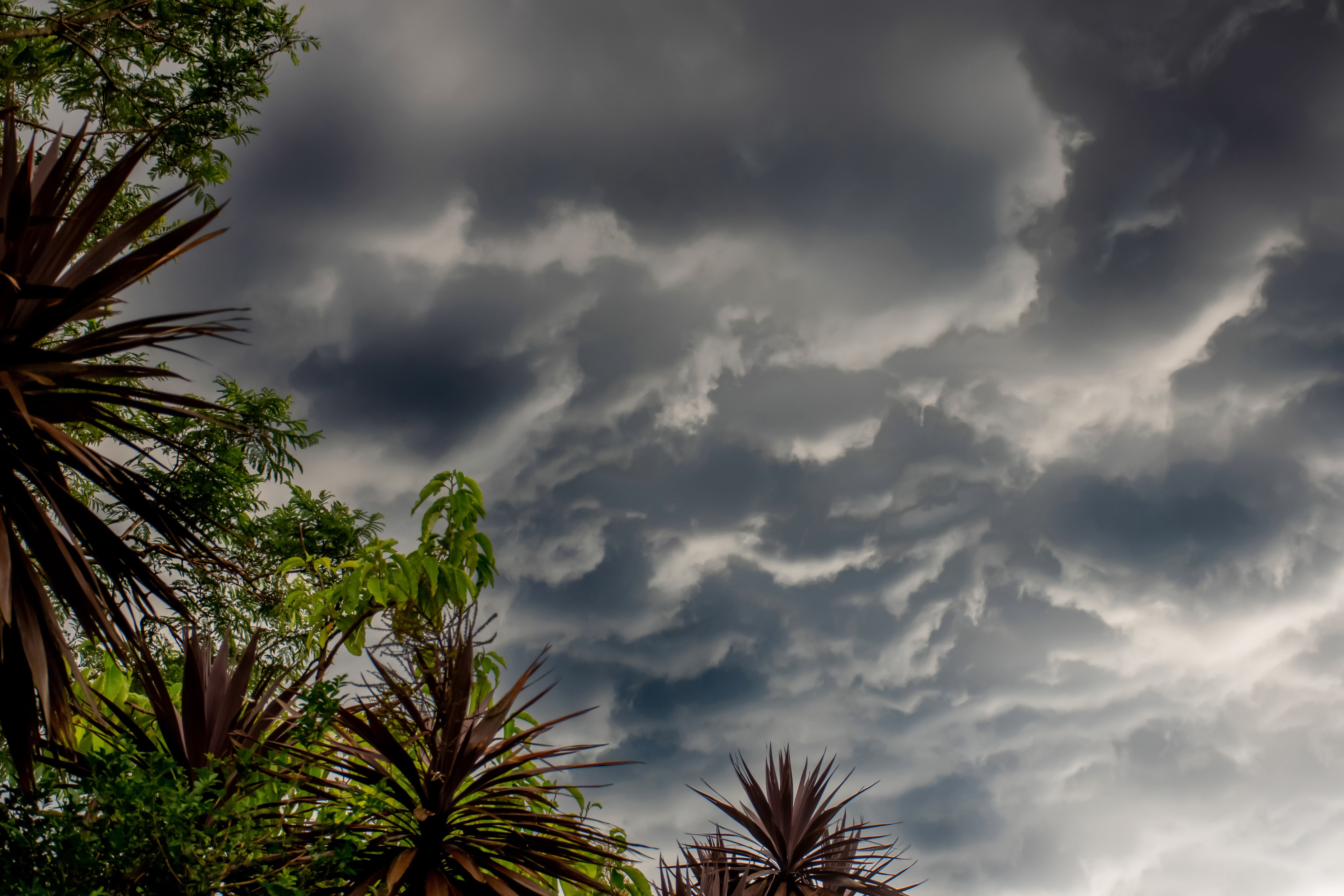 swelling grey clouds over trees