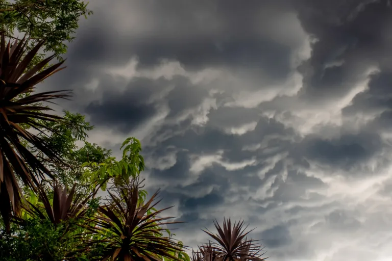 swelling grey clouds over trees