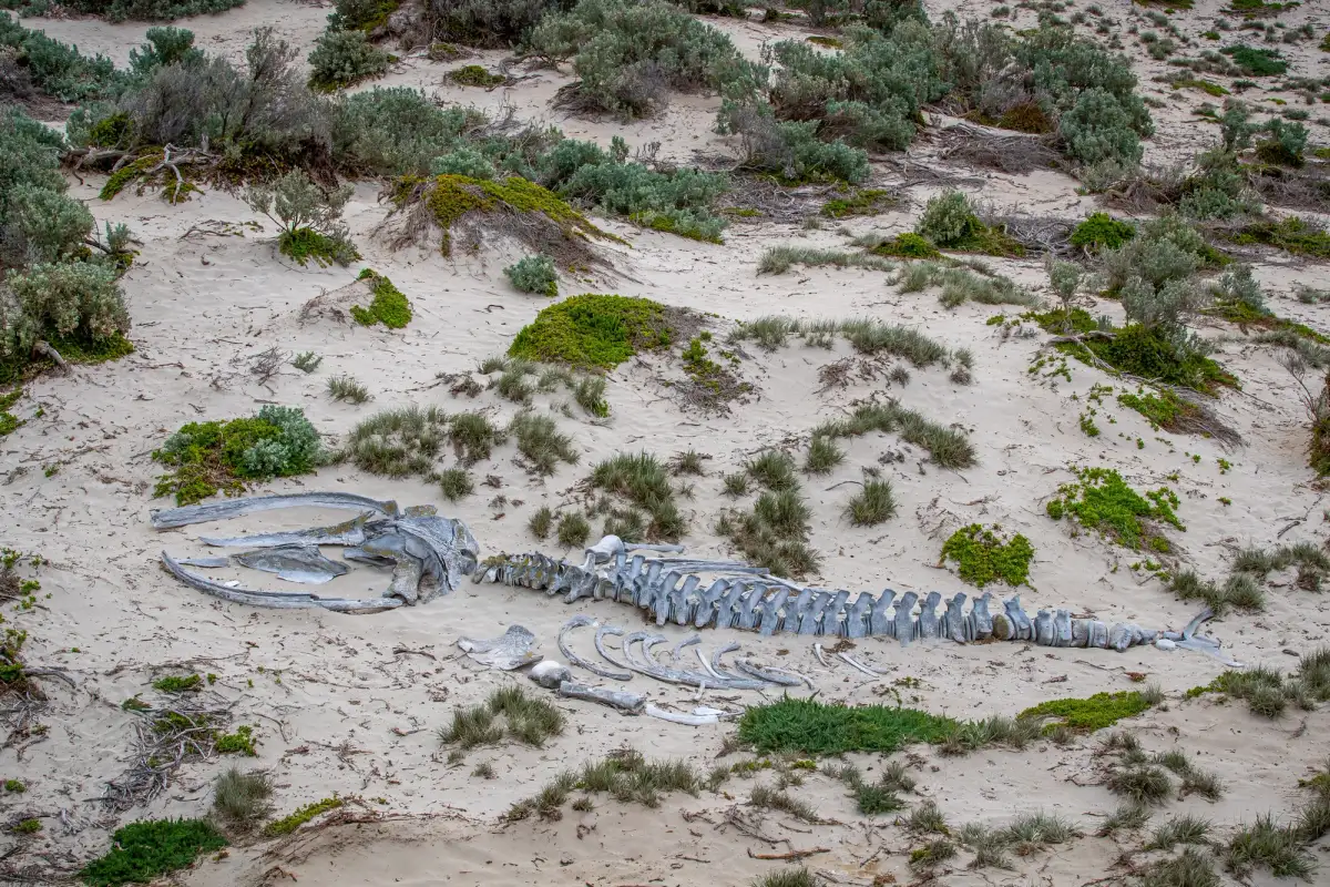 whale skeleton kangaroo island