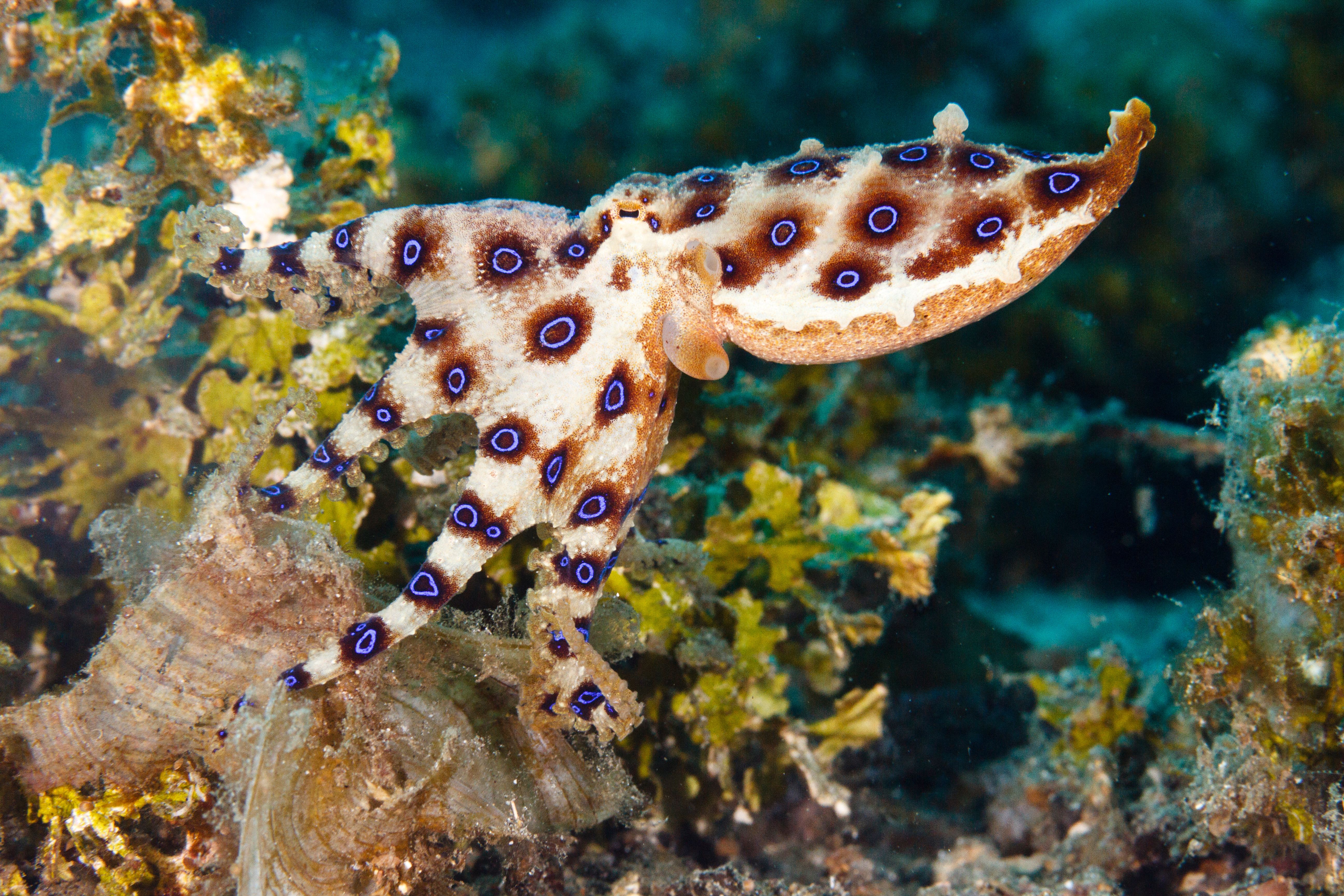 Great Barrier Reef native, the blue-ringed octopus