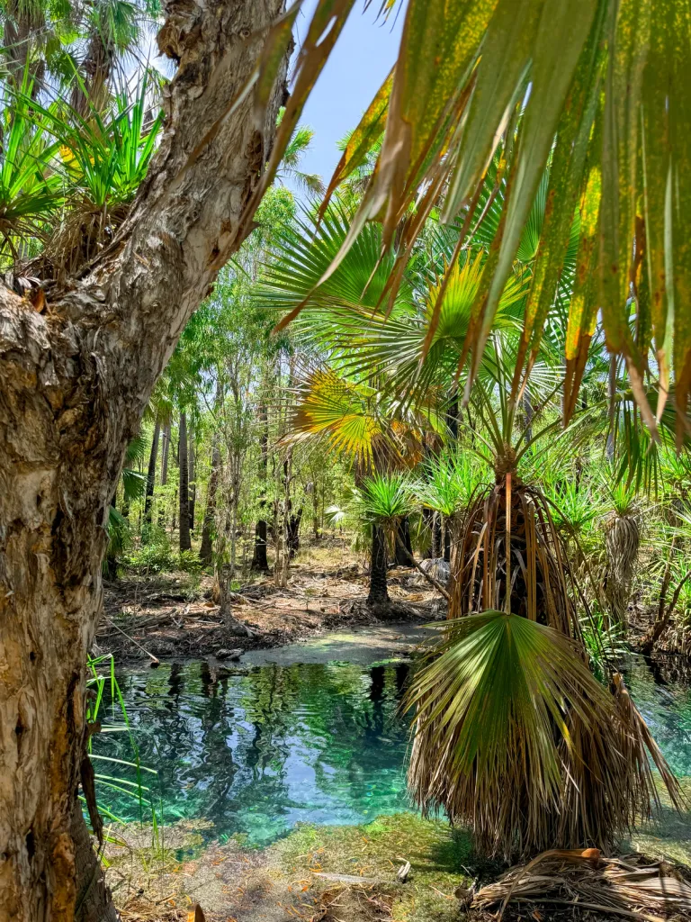 A fresh water billabong in Australia