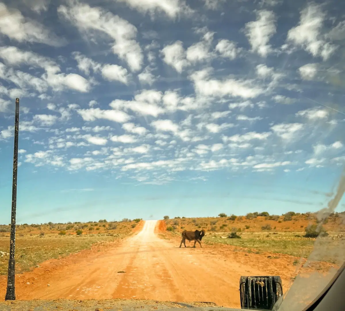 A cow in the Australian Outback on a dirt road