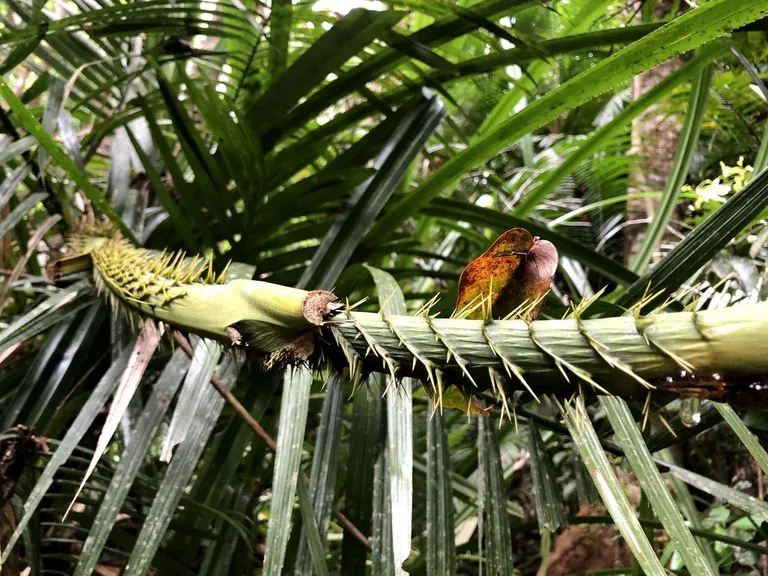 RAINFOREST SPIKES