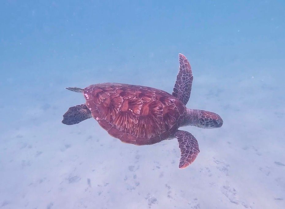 A turtle pictured underwater
