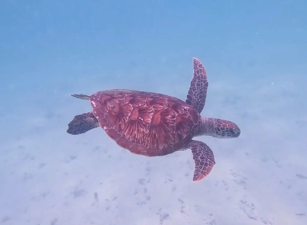 A turtle pictured underwater