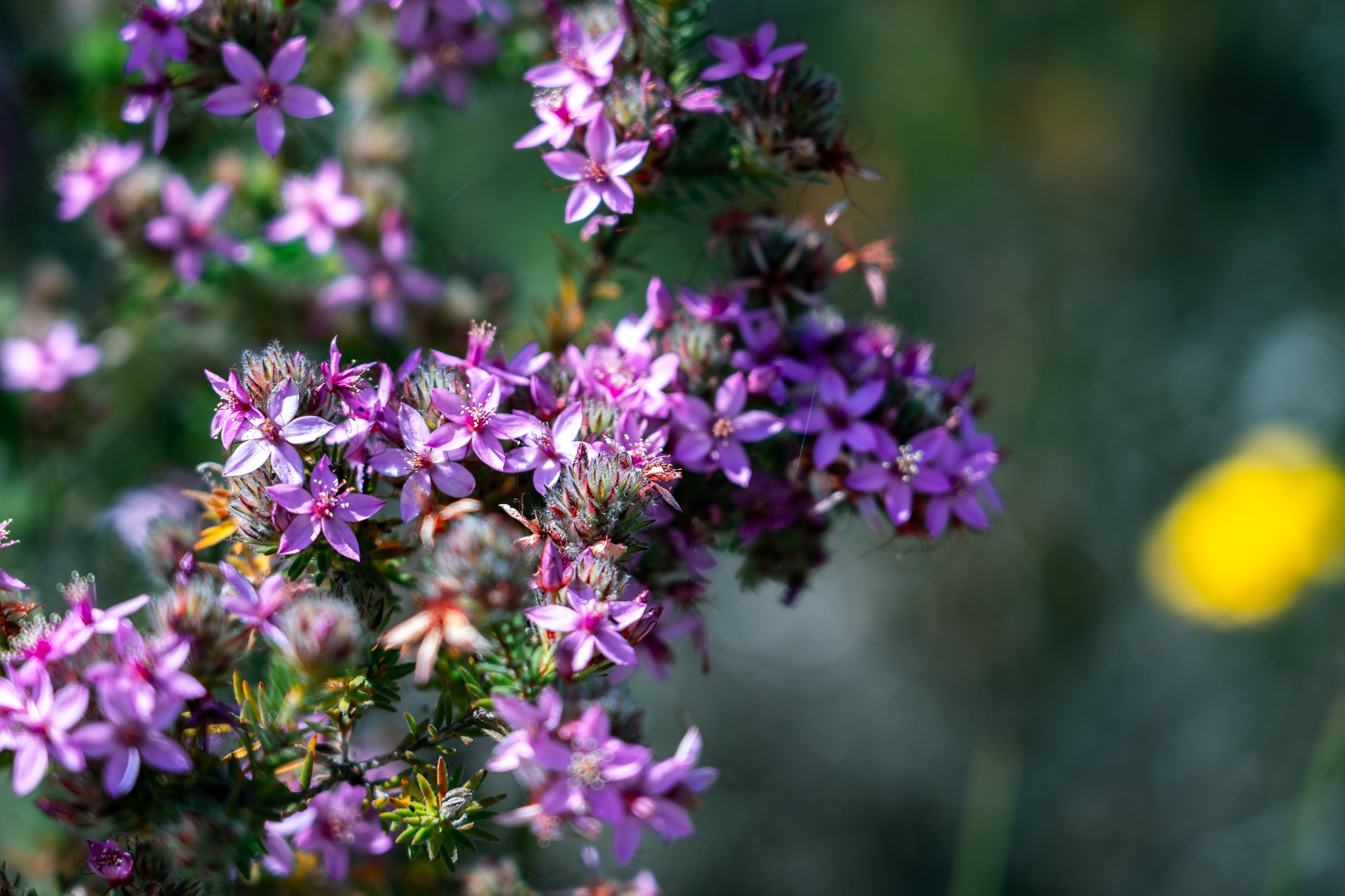 Calytrix leschenaultii (star flower) native wildflower in Lesueur National Park, WA, Australia