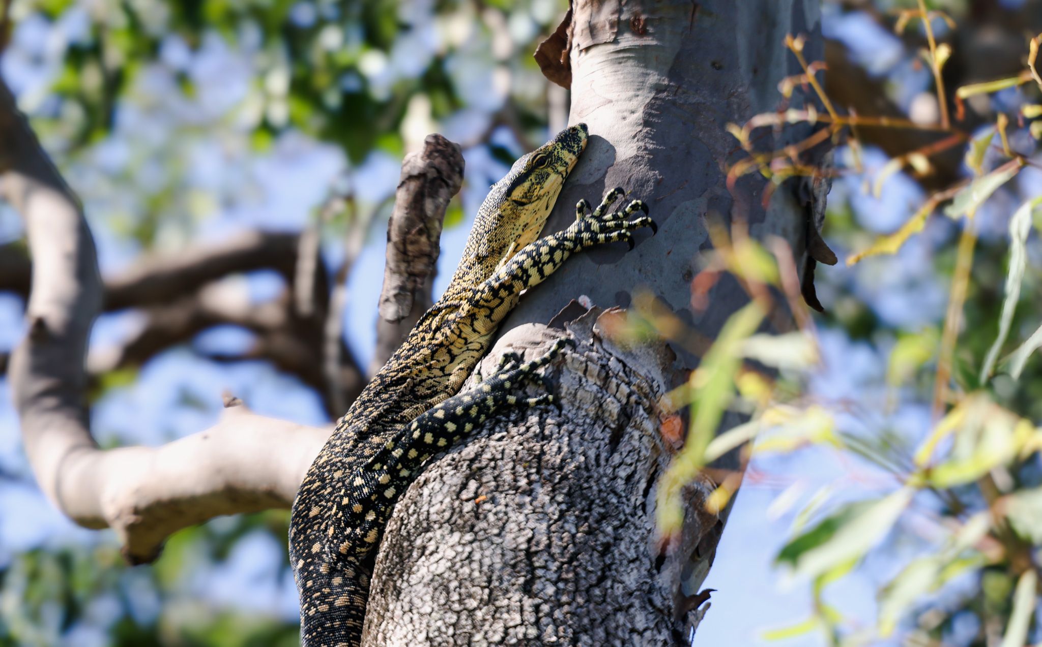 A goanna on a gum tree at K'Gari
