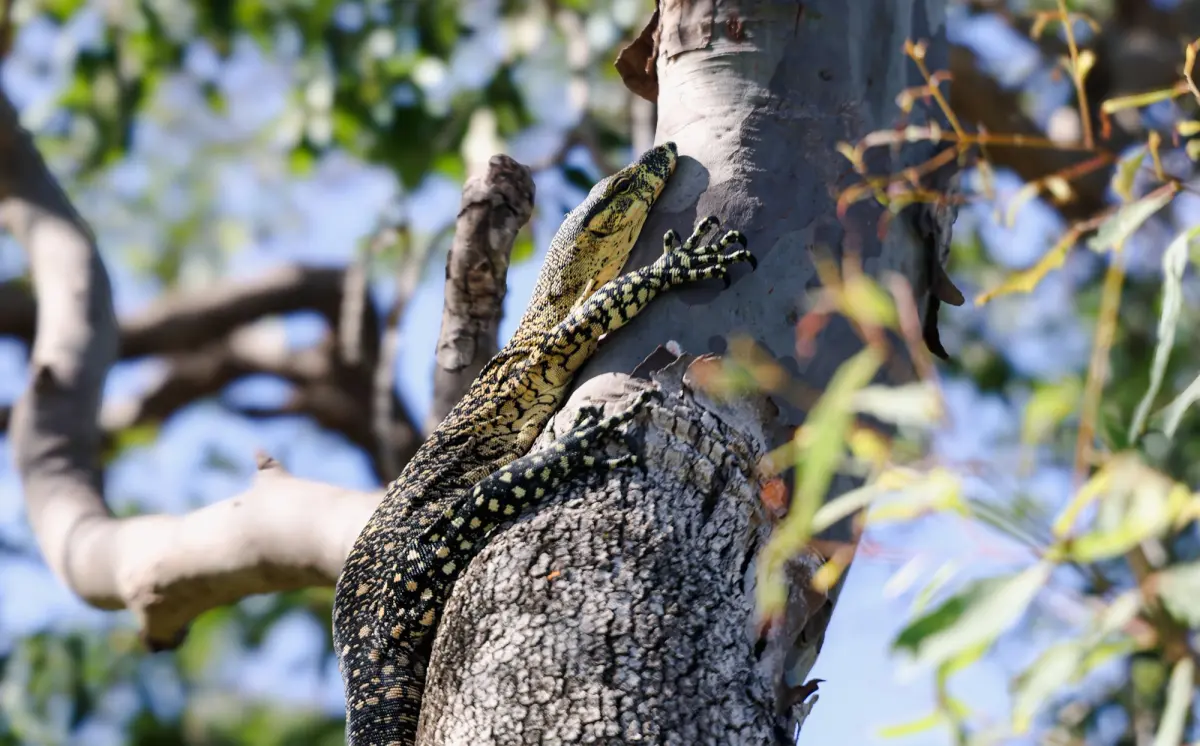 A goanna on a gum tree at K'Gari