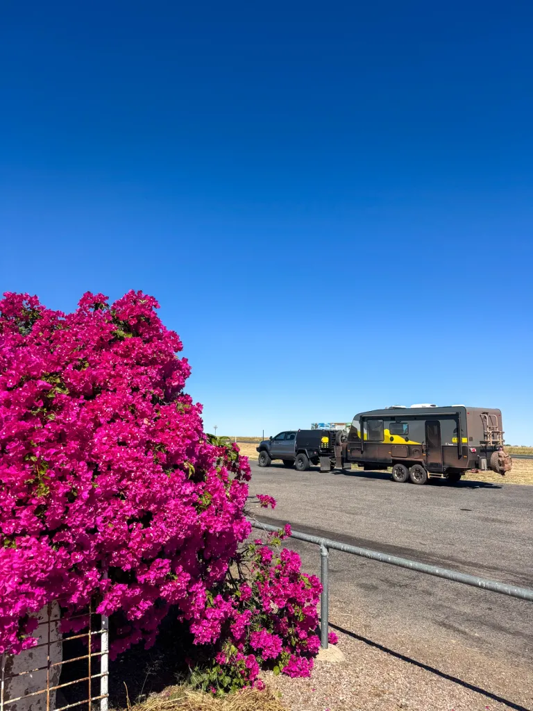 purple flowers on the side of a road with a 4wd and caravan in the background