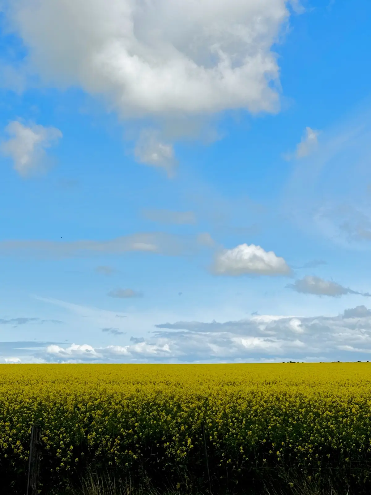 Canola Fields, VIC