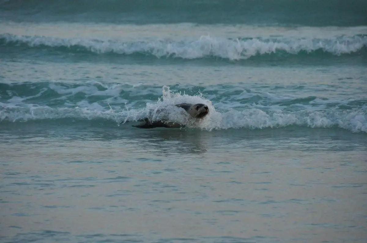 Seal surfing at Esperance