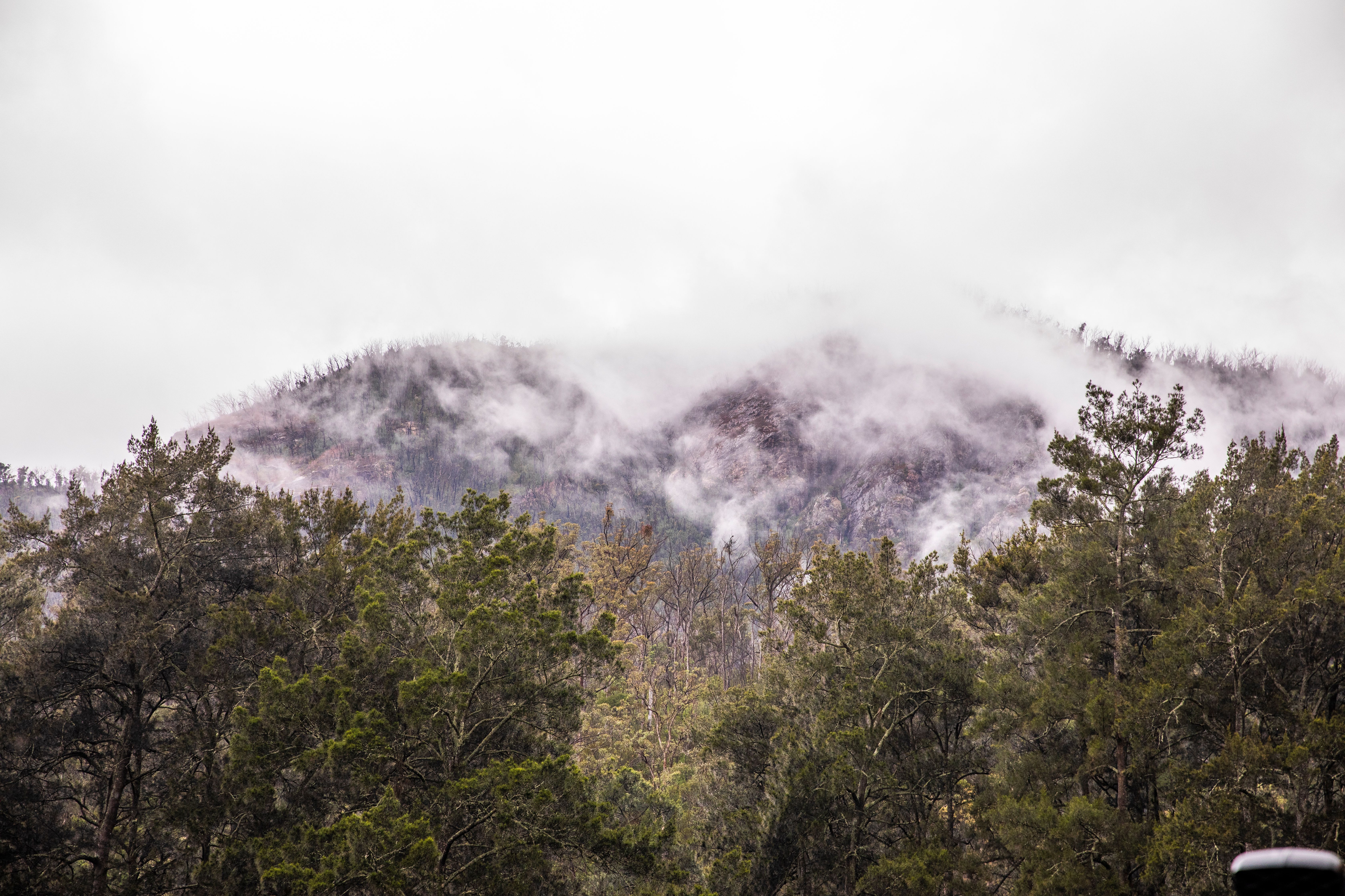a mountain obscured by clouds with a forest in the foreground