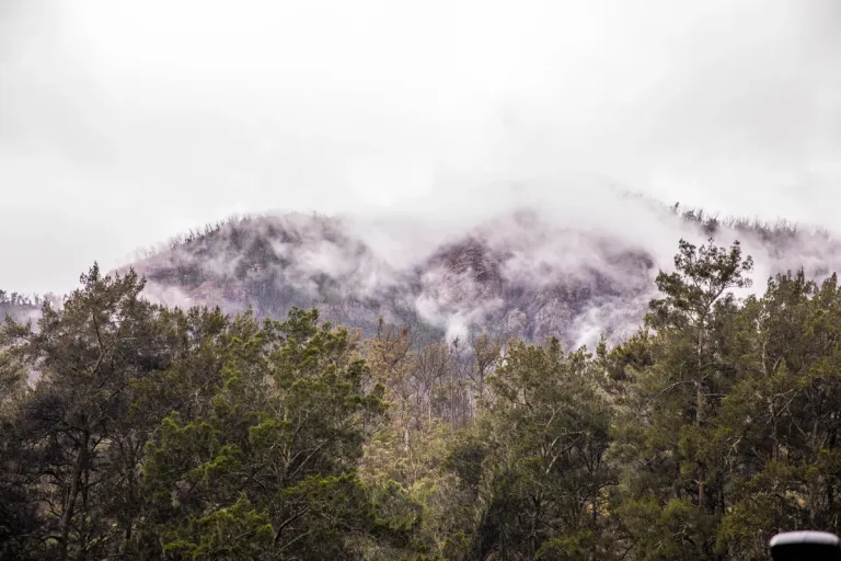 a mountain obscured by clouds with a forest in the foreground