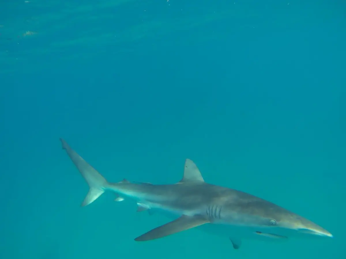 Sharks-at-Steep-Point