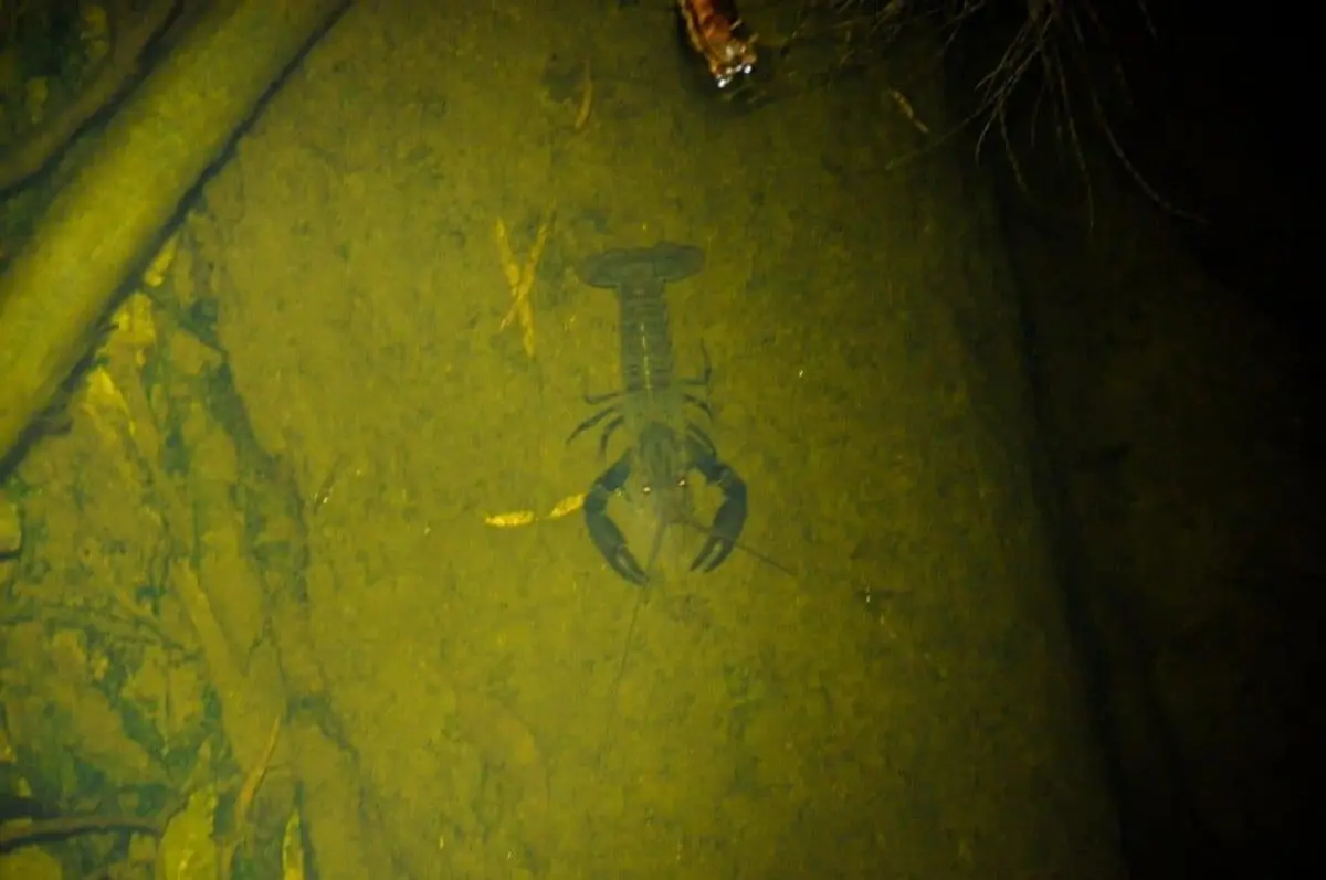 Marron fishing in Pemberton