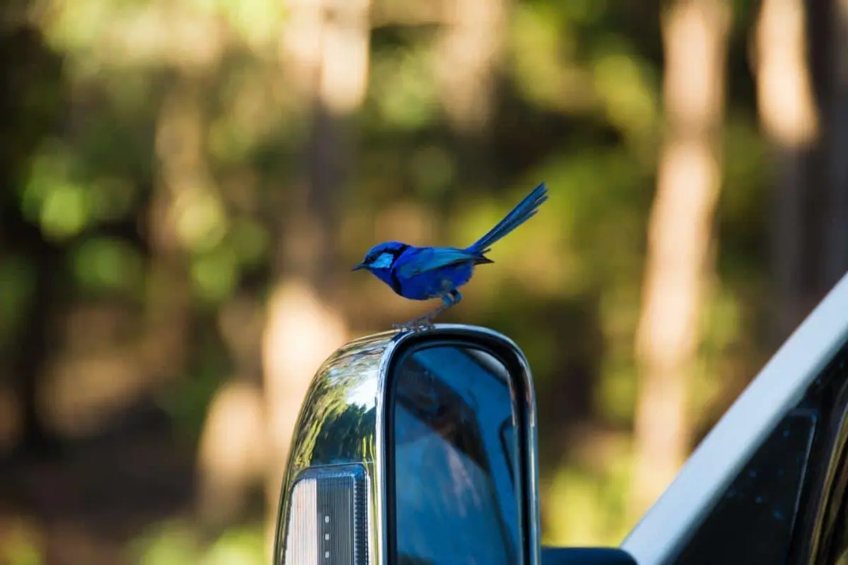 Clearview towing mirrors