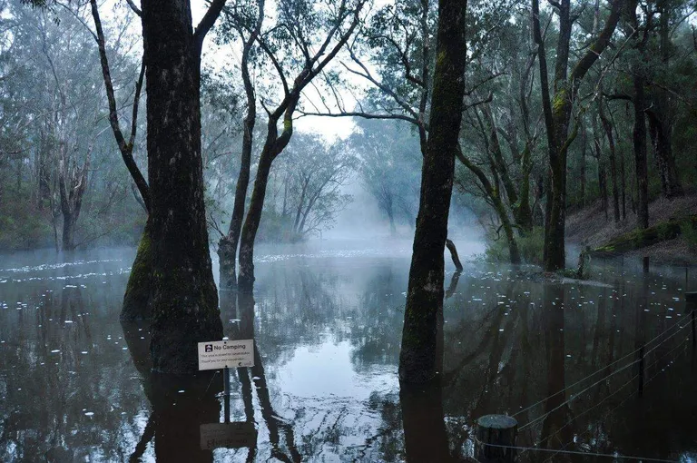 Lane Poole Reserve mist