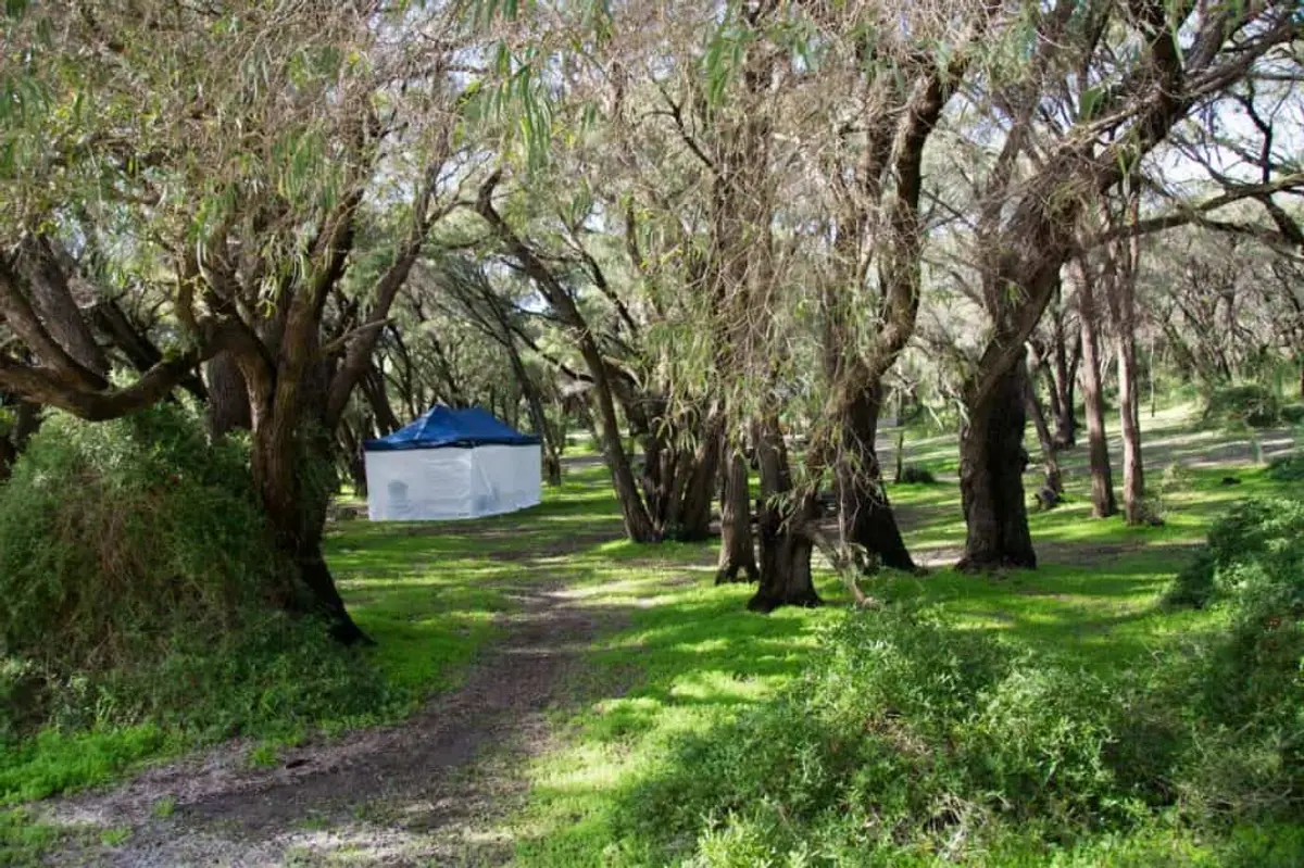 Peppermint Trees at Conto's, Margaret River