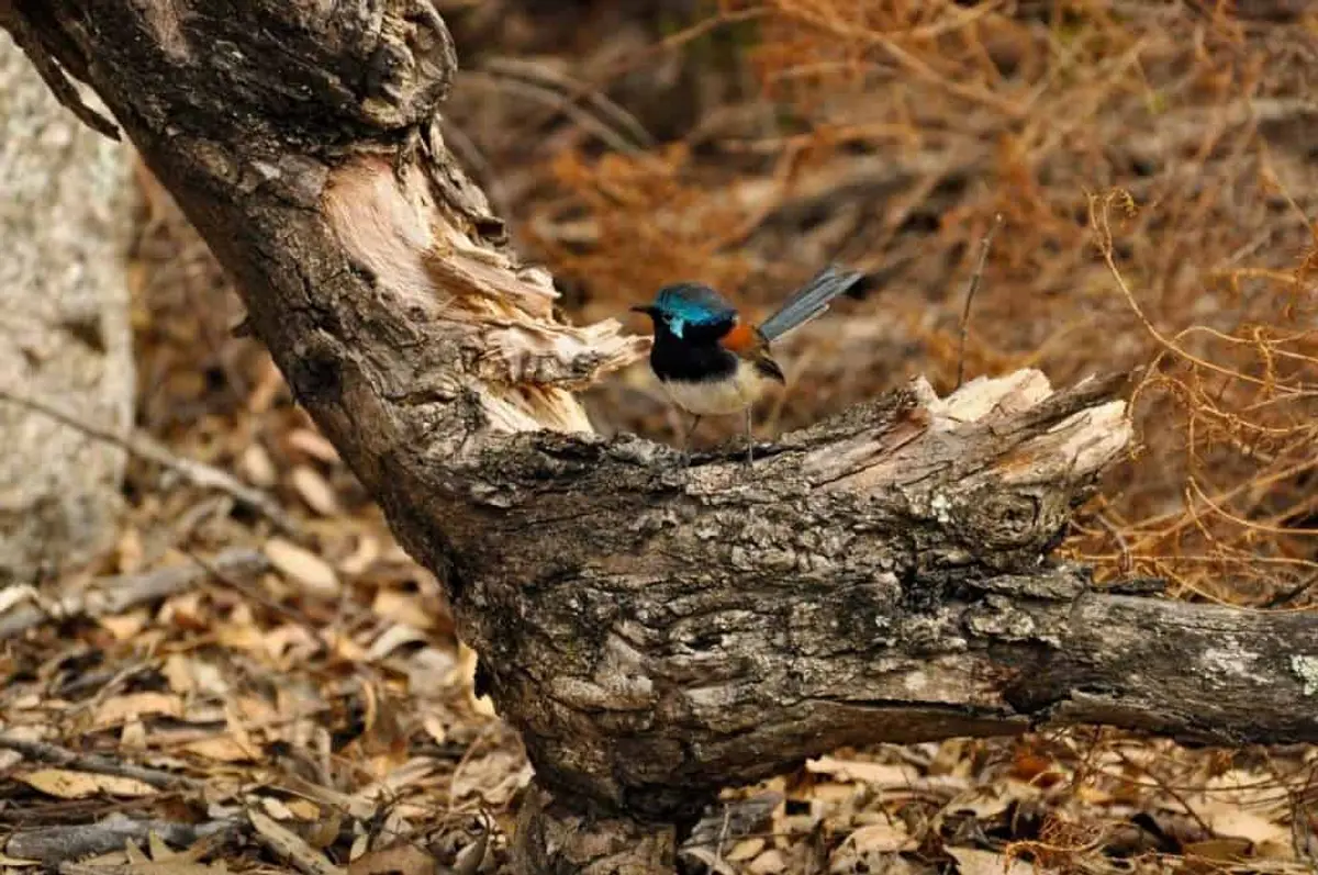 Waychinicup Bird Life