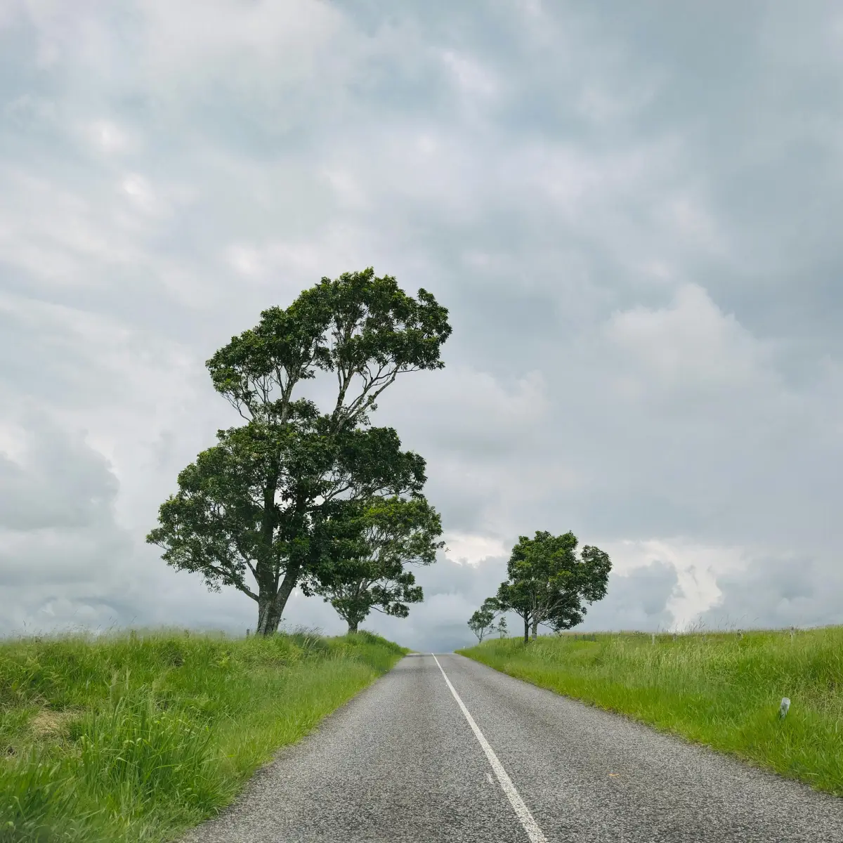 trees on side of road going into horizon with cloudy weather