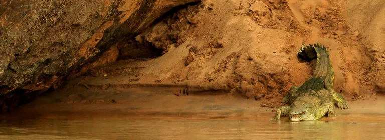 crocodile sliding into water from sandy bank
