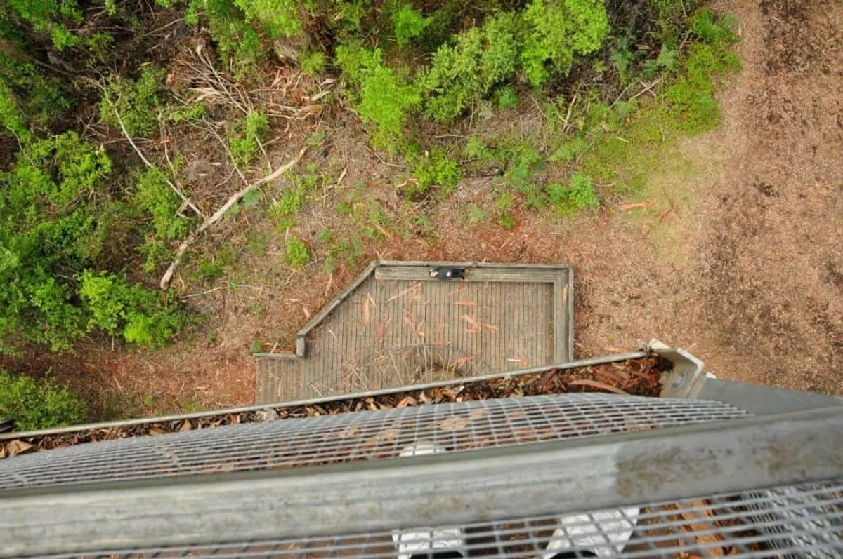 Pemberton tree climbing