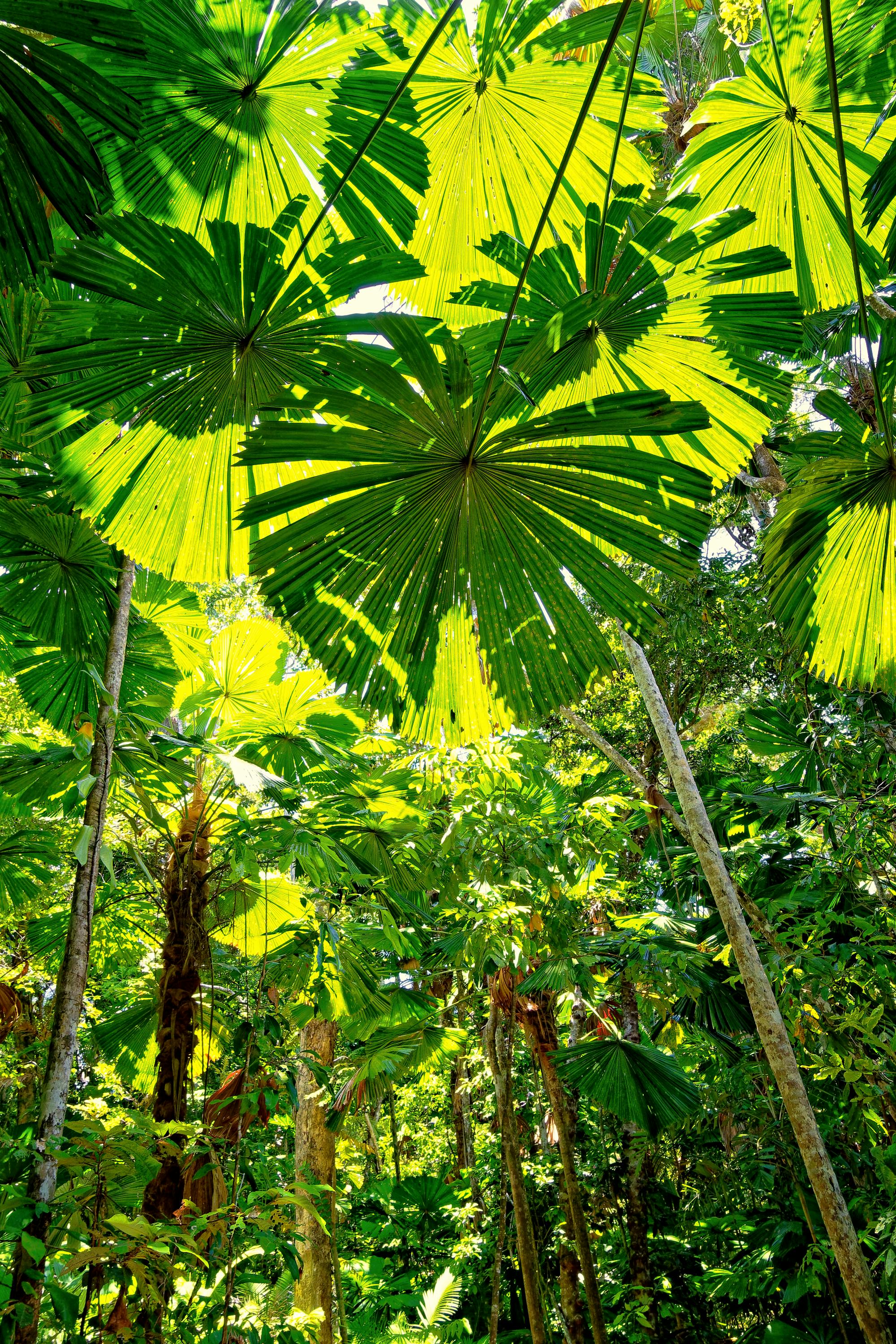 The Daintree Rainforest, QLD