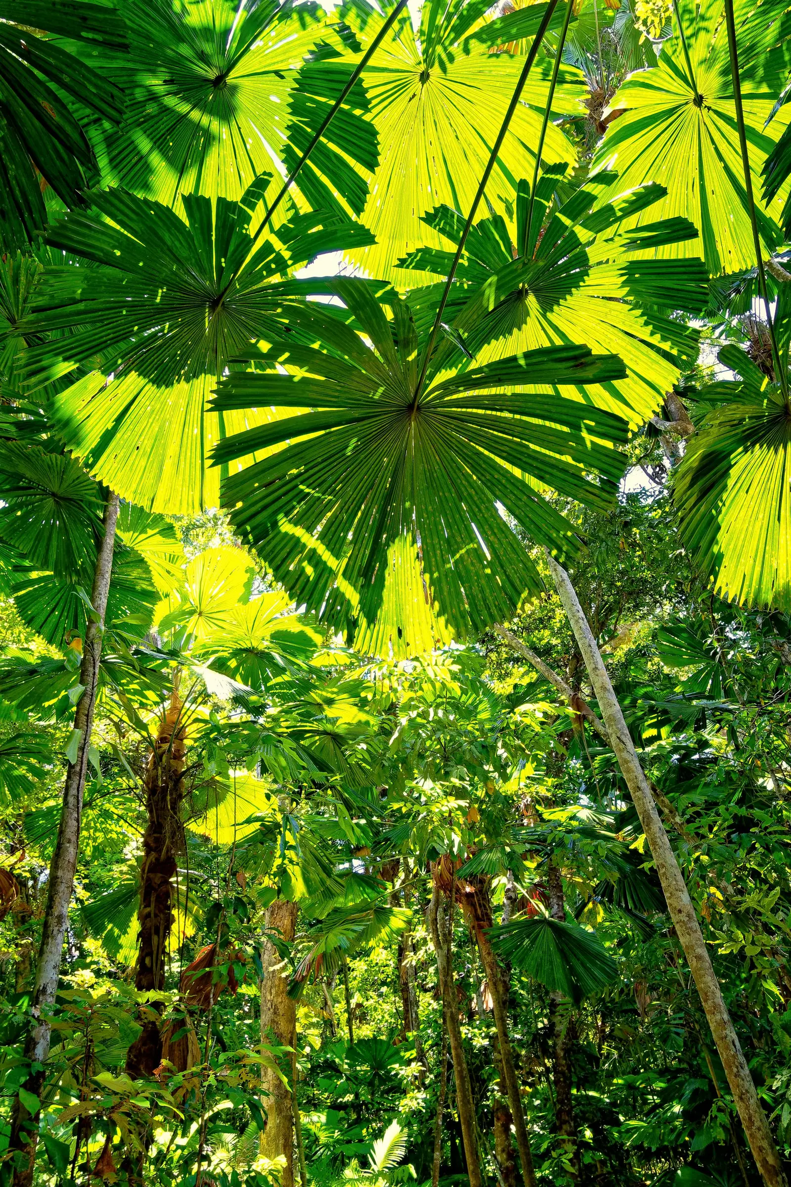 The Daintree Rainforest, QLD