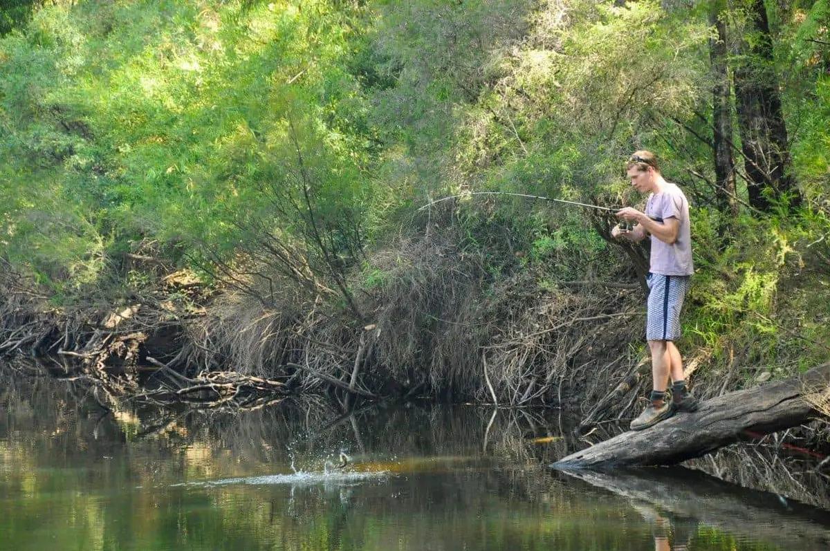 Redfin at Dwellingup