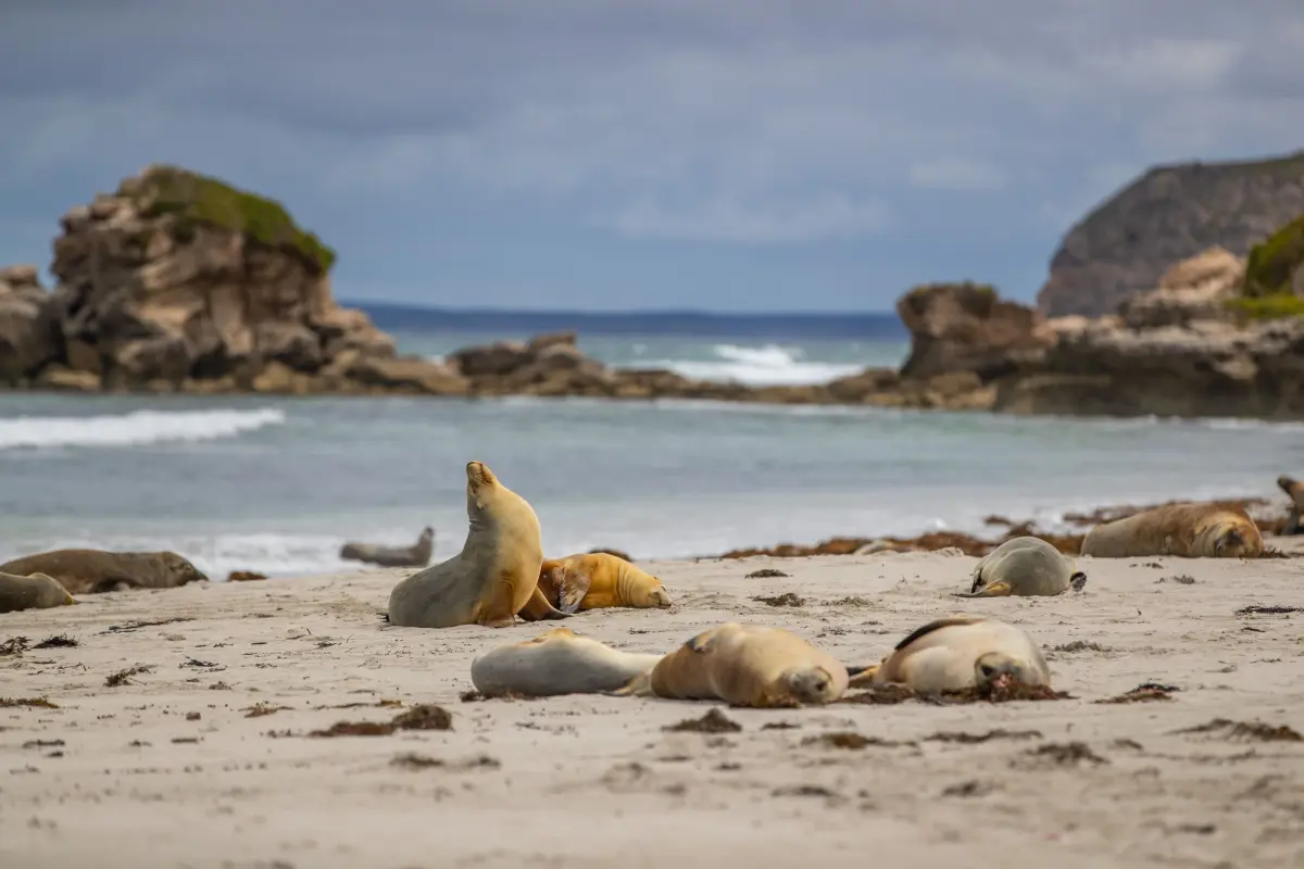 conservation kangaroo island