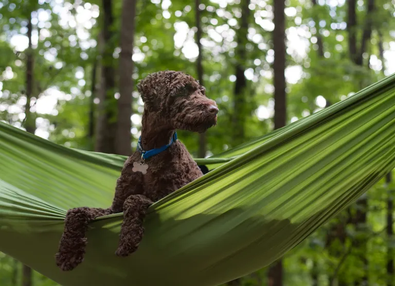 A brown dog sitting in a green hammock in a forest