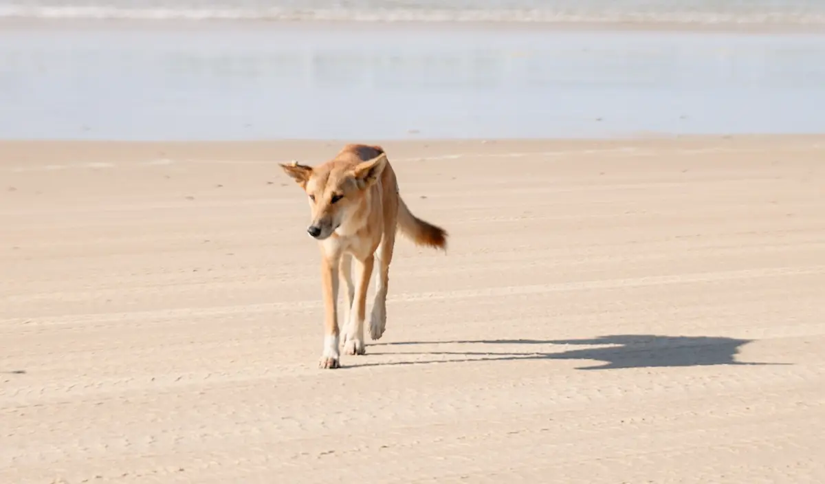 Dingo on K'Gari