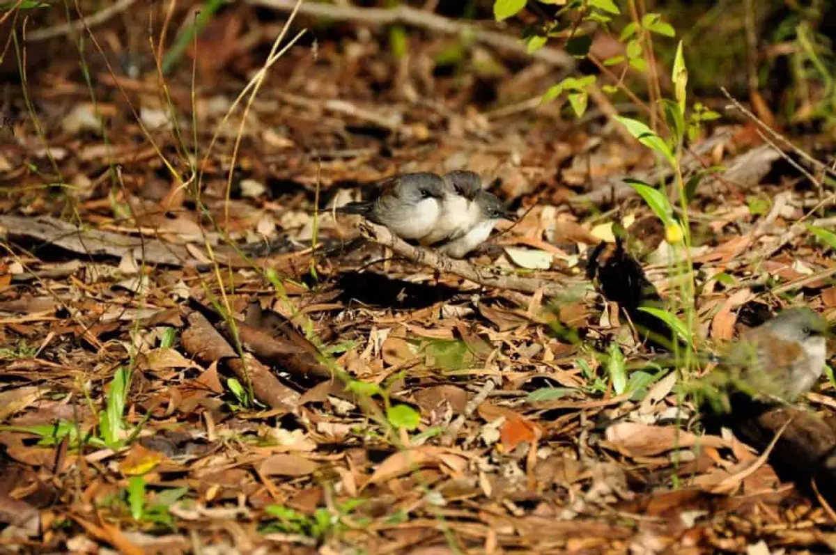 Amazing wrens and birds in Pemberton