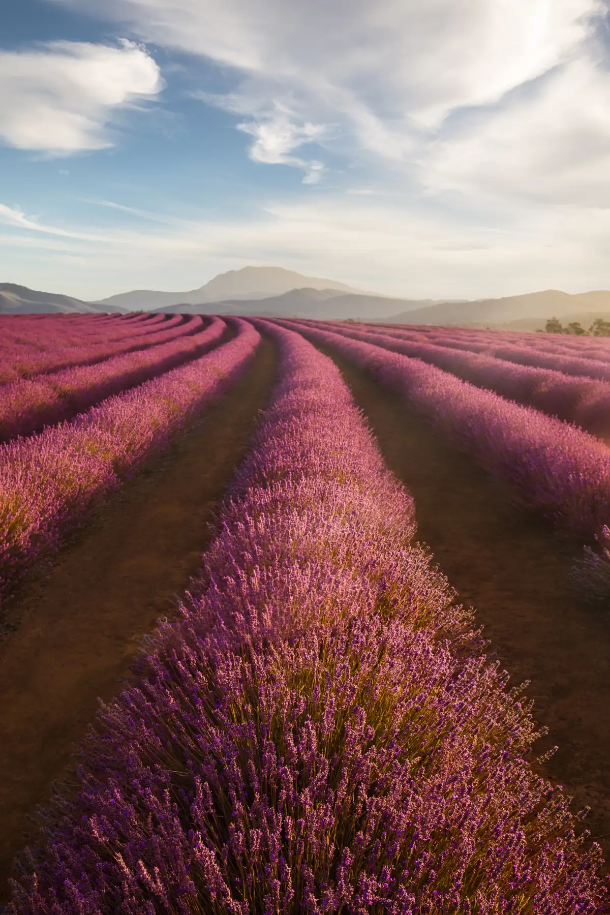 Bridestowe Lavender Fields, TAS