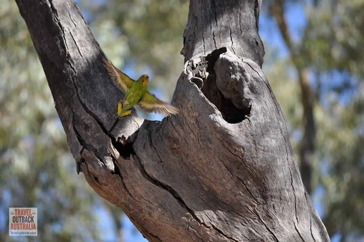 Budgerigar, outback Australia
