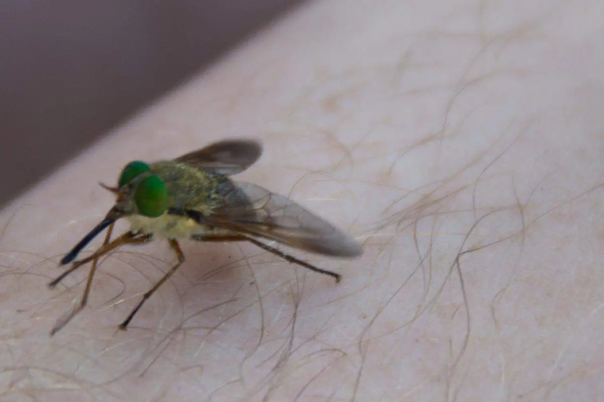March flies in Dwellingup
