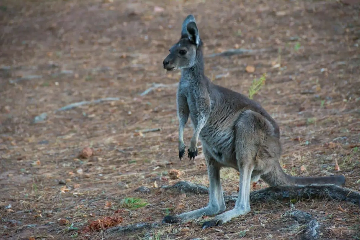 Kangaroos at Dwellingup