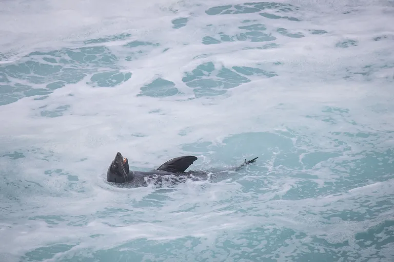seal in ocean kangaroo island