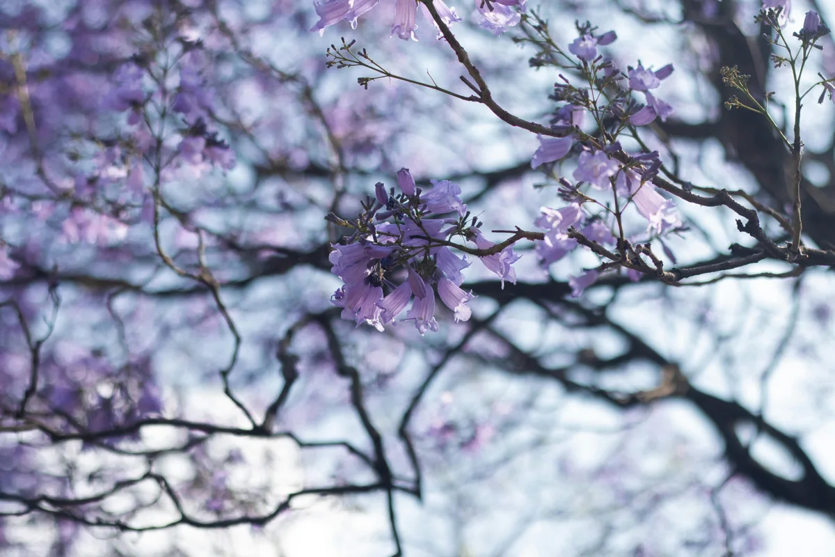 Beautiful Jacaranda Blooms in Springtime